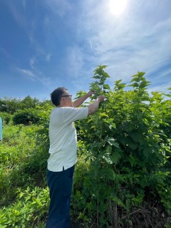 耕作放棄地を再生した里山で桑茶づくり体験