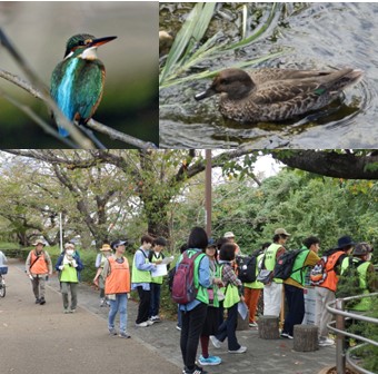 山崎川の野鳥観察